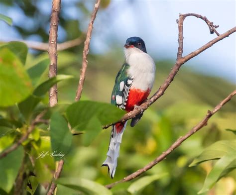 Cuban Trogon by Jeff Hunking on YouPic