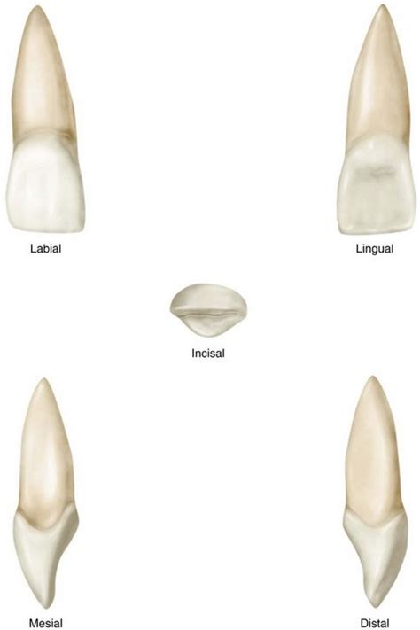 6: The Permanent Maxillary Incisors | Pocket Dentistry