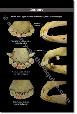 anatomy of horse teeth