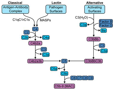 JCM | Free Full-Text | Targeting the Complement Cascade in the Pathophysiology of COVID-19 Disease