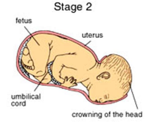 Labor and Birth timeline | Timetoast timelines