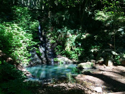 Bunya Mountains Queensland Australia | Tropical Rainforest