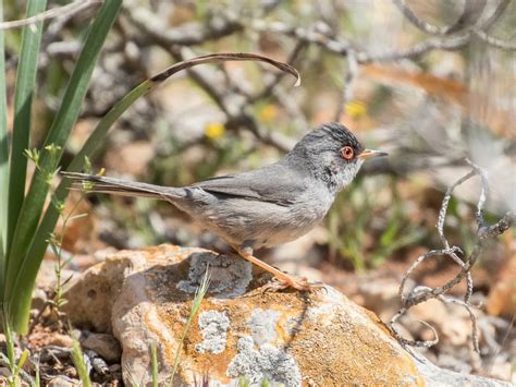 Willow Warbler Bird Facts (Phylloscopus trochilus) | Bird Fact