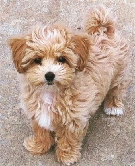 Pin by enticing on malti poo love | Poodle mix puppies, Shih tzu poodle ...