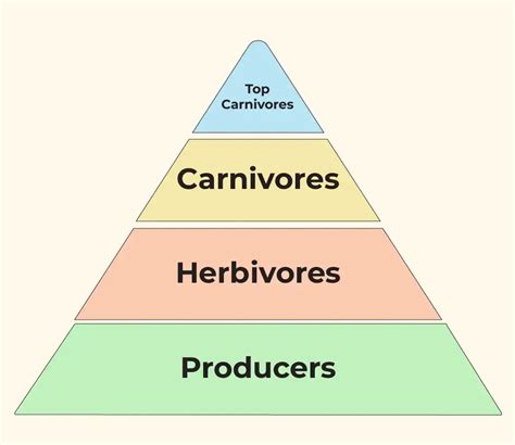 Ecological Pyramid - Definition, Types, Importance, Limitations ...