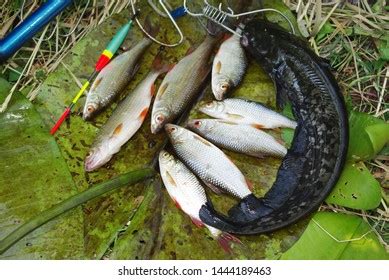 178 Catfish Pole Images, Stock Photos & Vectors | Shutterstock