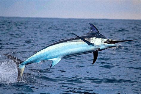 The Swordfish: Hazards and Conservation Measures. - Seafood Peddler