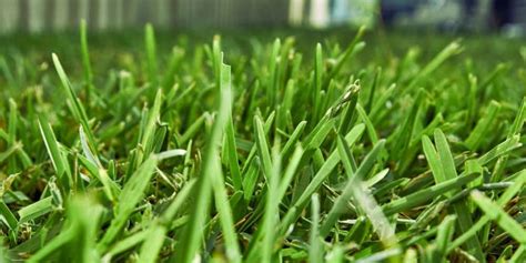 Guide To Mowing Buffalo Grass | Edge Your Lawn