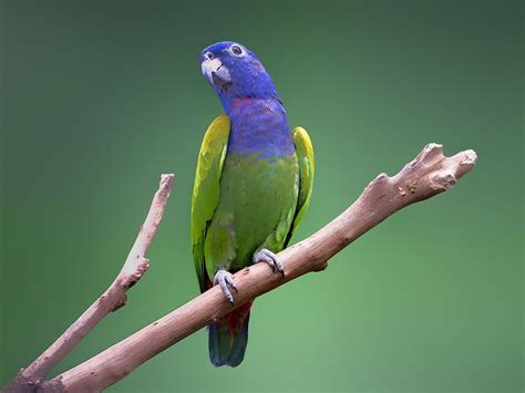 Blue-headed Parrot