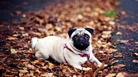 Funny Pug Wallpapers - Wallpaper Cave