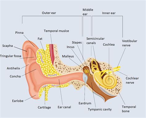 Otolaryngology (ENT) - Medicover