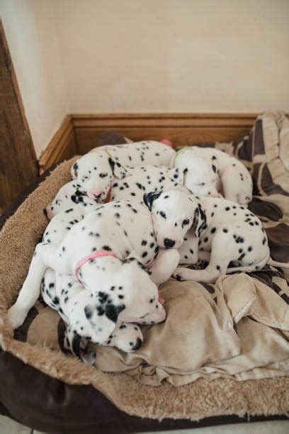 360+ Dalmatian Sleeping Dog Stock Photos, Pictures & Royalty-Free ...