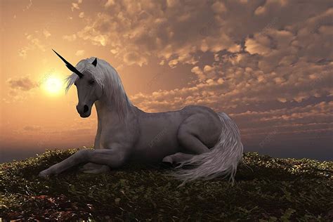 Unicorn Prancer Equus Equine Photo Background And Picture For Free Download - Pngtree