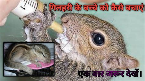 How to save squirrel baby life/how to feed squirrel baby/गिलहरी के ...