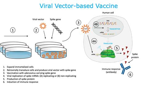 A Visual Aid to Viral Infection and Vaccine Production - Lozier Institute