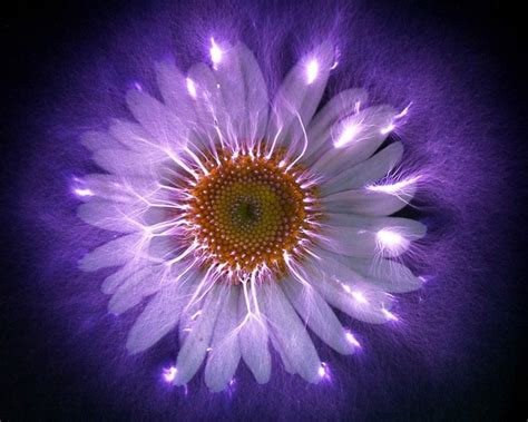 Uncovering the Aura SECRETS of Kirlian Photography