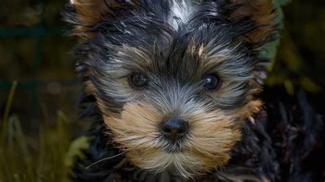 House Training Yorkie +FREE MINI COURSE+ | Yorkshire terrier puppies, Yorkshire terrier, Dog breeds