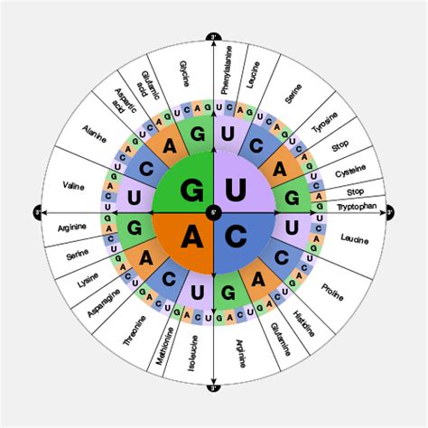 Dna Wheel Diagram