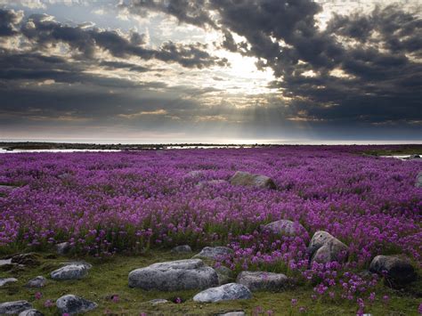 field of lavender flowers - Beautiful Pictures Photo (20808172) - Fanpop