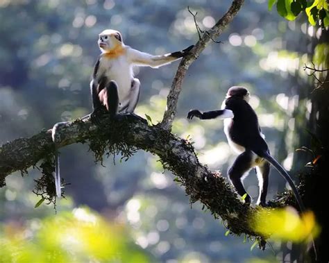 Tonkin Snub-Nosed Monkey - Facts, Diet, Habitat & Pictures on Animalia.bio