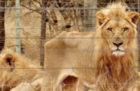 Starving Lions Post Is False | NSPCA