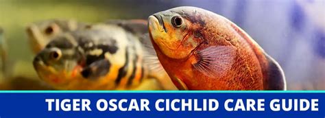 Tiger Oscar Cichlid Care Guide: Fact Sheet, Breeding, Behavior