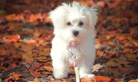 Teacup Maltese - 12 Surprising Things to Know Before Adopt