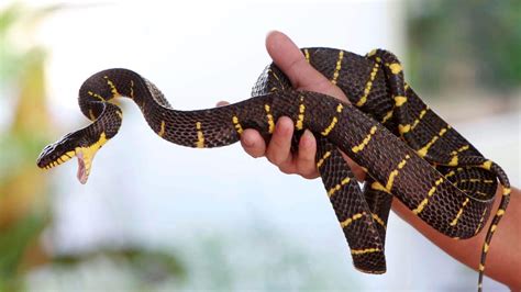 Mangrove snakes | Comprehensive Guide - Your Pet Planet