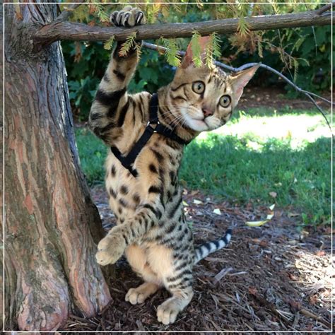 All Things Fuzzy | Select Exotics - Savannah Cats