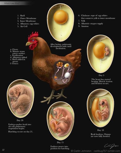 Chicken Women: The Embryonic Cycle of a Chicken - Day #4