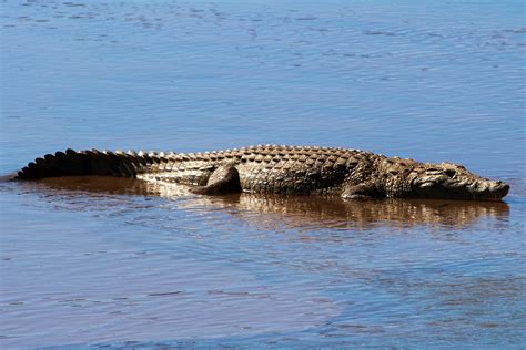 Nile crocodile | Animals wild, Nile crocodile, National parks