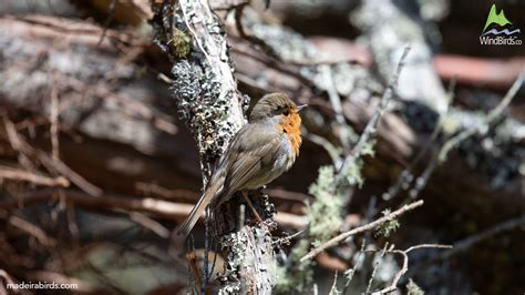 European Robin (Erithacus rubecula rubecula) in Madeira, Portugal