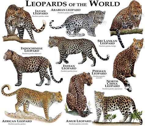 Leopards of the World Poster Print - Etsy | Wild cats, Animals wild ...