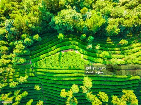 Aerial View Of Tea Fields High-Res Stock Photo - Getty Images