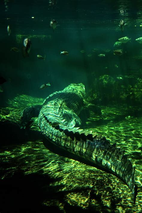 Underwater Crocodile | Crocs n Gators | Pinterest