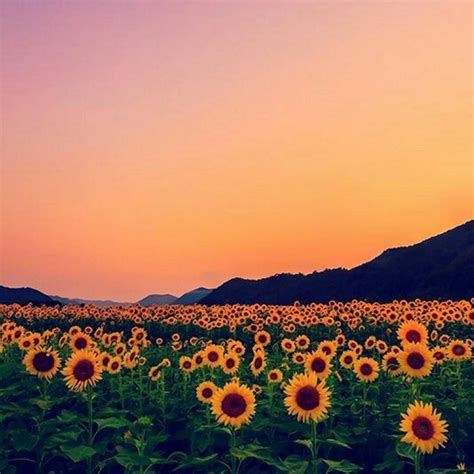 Sunset Wallpaper Aesthetic Sunflower - Sunflower Aesthetic Wallpapers ...