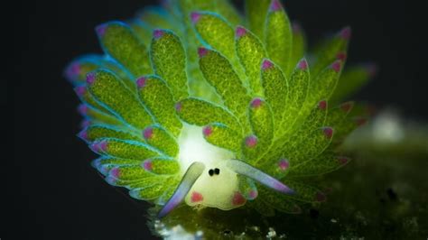 Have you ever seen a leaf sheep sea slug? : r/Eyebleach