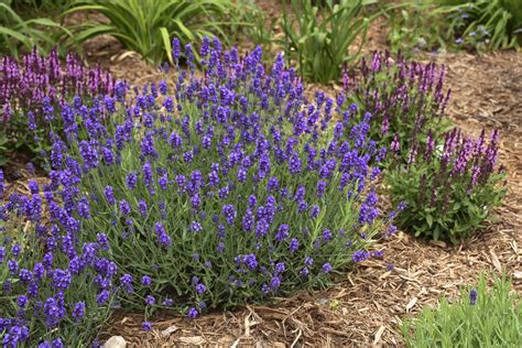 Is Lavandula A Perennial - Nekobaru