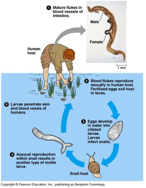 Pin on Health + Human Biology