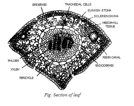 Pinus| Life cycle| Morphology| Anatomy|Alternation of generation