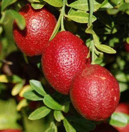 Australian blood lime | Fruit, Citrus trees, Edible garden