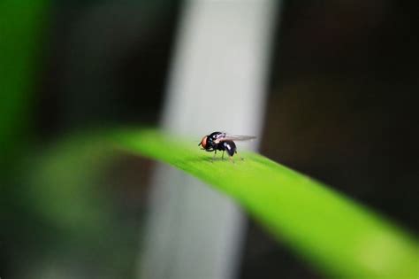 Kitchen fruit flies: Housekeeping advice: news, flies, pests, cleaning, tips, trash, housekeeping