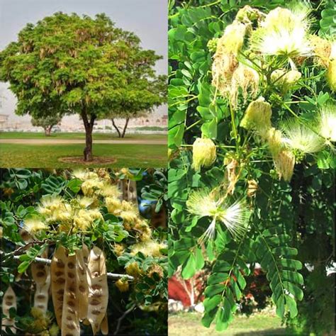 Seeds for Planting Albizia Lebbeck Seeds Lebbeck Lebbek - Etsy