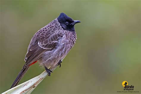 シリアカヒヨドリ (尻赤鵯) Red-vented Bulbul (Pycnonotus cafer, Molpastes cafer, Turdus cafer, Molpastes ...