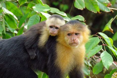 Panamanian White-faced Capuchin - Google Search | White faced capuchin ...