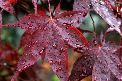 drops, Rain, Veins, Red, Autumn, Leaves Wallpapers HD / Desktop and ...