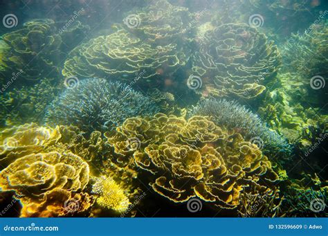 Ningaloo Reef stock image. Image of cape, western, ningaloo - 132596609