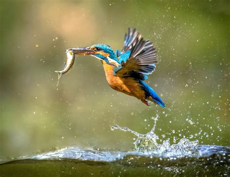 Diving birds face a greater risk of extinction - Earth.com