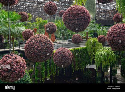 Plants and flowers of sky garden Stock Photo - Alamy