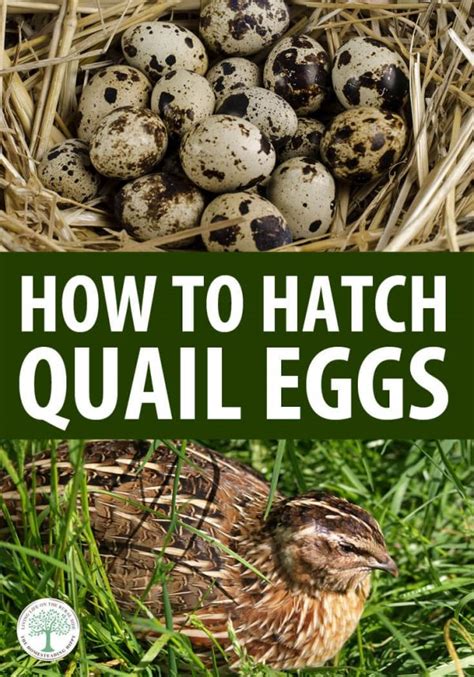 How To Hatch Quail Eggs | The Homesteading Hippy